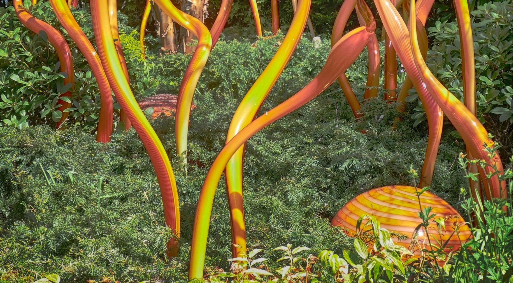 Amber and lime glass stems curving up out of dense evergreen planting in the Garden